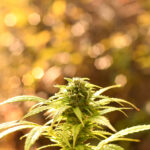vendita cannabis light la spezia